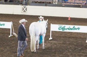 Photo Submitted Jessica Robinson stands with her horse, “Wendy” during the showmanship competition at the Illinois State Fair Grounds in Springfield.