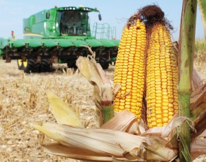 Photo by RR Best Two dry ears of corn rest beside an already harvested plot of farmland Saturday, August 31 just north of Sullivan. The recent dry spell has prompted some farmers to take to their combines a little earlier than expected, while soybeans remain in desperate need of rain.