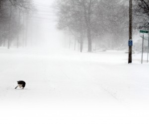  A hawk sits in the middle of Harrison Street in Sullivan feeding on a cold meal Sunday morning.