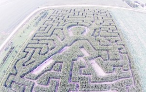 Photo by JC Fitzgerald of Bethany Pictured is Buxton’s Garden Farm’s latest corn maze, which depicts the American Cancer Society’s Ribbon of Hope. The maze was unveiled to the public last Thursday, and the admission fees were in turn doanted to the Moultrie County Relay for Life. The maze is set to open later this month.