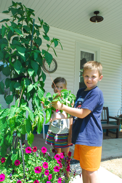 Tall Pepper Arletta Dolan of Gays planted a Patio Pepper in an old iron kettle outside her back door in May and thought nothing of it until it started growing about three inches a week. Now that back door is hidden by the six foot tall plant nestled among the petunias, and Arletta is reaping the benefits. Above grandchildren Gareth, 8 1/2, and Anyssa, 7, Coffer of Sullivan examine the abundance of peppers, determining they are not quite ripe enough for consumption. 