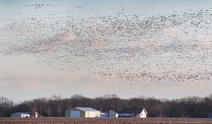 Photo by RR Best Snow Geese Migration A sign that spring is on its way is when the snowbirds start to return north on the central flyway. Soon area “snowbirds” will be returning from warmer climates in the south, just as these snow geese are traveling north. Caught outside Sullivan this flock is on its way from the marshlands of the south to northern Alaska and Canada breeding grounds. Weather changes and abundant feeding from grain left on the prairie has allowed the goose population to increase over the past decade. 