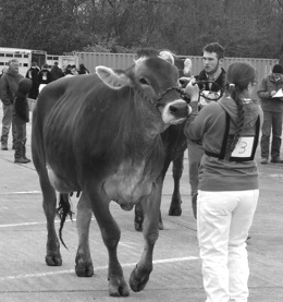 Photo furnished ALAH FFA Member Competes in First Ever FFA Dairy Handlers CDE  Katie Gingerich of the Arthur-Lovington/Atwood-Hammond FFA chapter attended the State Dairy Handlers Contest April 8 at Kaskaskia College in Centralia. She and the other 11 contestants led their cows in the ring while the contestants in the State Dairy Judging Contest judged the cows. Gingerich, leading a Holstein cow and a Brown Swiss cow, was judged based on her appearance, calmness, ability to handle the animal, and how well she was able to set up her animals. She received a score of 89 out of 100. Pictured is ALAH FFA member Katie Gingerich leading a Brown Swiss cow in the FFA State Dairy Handlers CDE. 