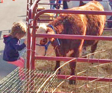 Photo by Erica Lehman Mobile Ag’s visit to Sullivan found Nora Becker, daughter of Cassie and Nathan Becker, and “Skittles” the calf seeing eye to eye at the Sullivan Oktoberfest.