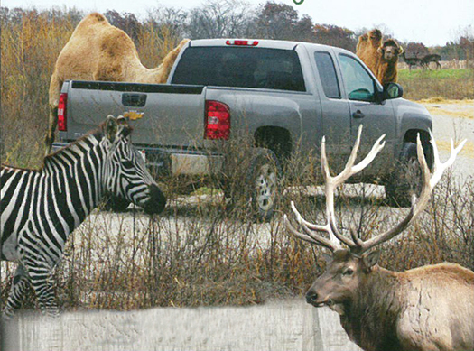 Photo furnished Whether it involves a walk through experience in July or a leisurely drive through Aikman Wildlife Adventure has brought a new perspective on zoos for visitors as they experience up close encounters with some 150 animals.